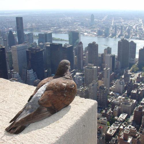 Empire State Pigeon (photo credit ZeroOne/ photo on Flickr)