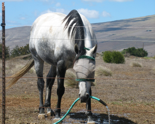horse with hose in mouth
